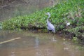 heron hong kong
